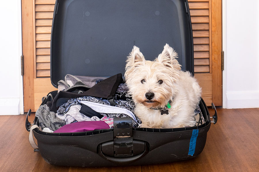dog in an open suitcase